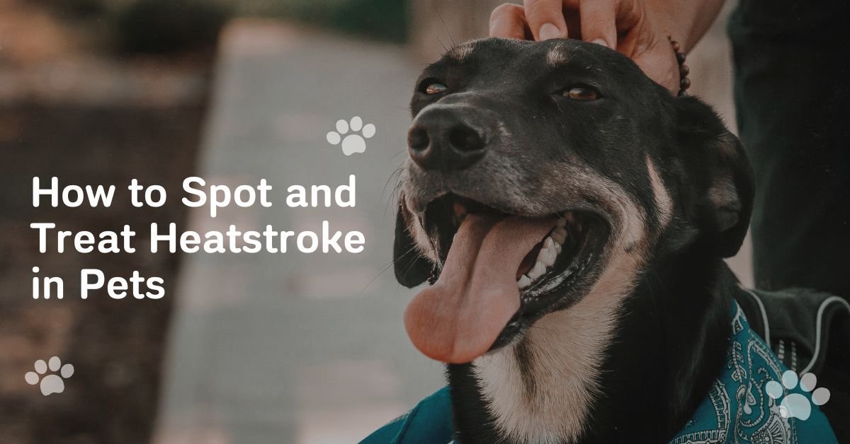 How to Spot and Treat Heatstroke in Pets